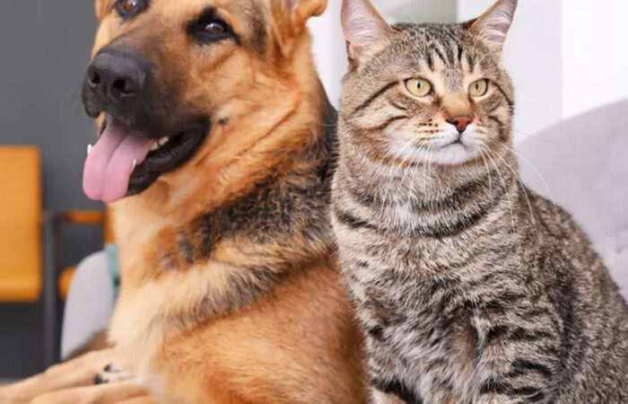 Vet Center of Thessaloniki